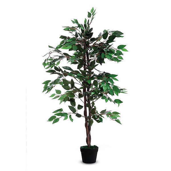 Ficus hauteur 120 cm