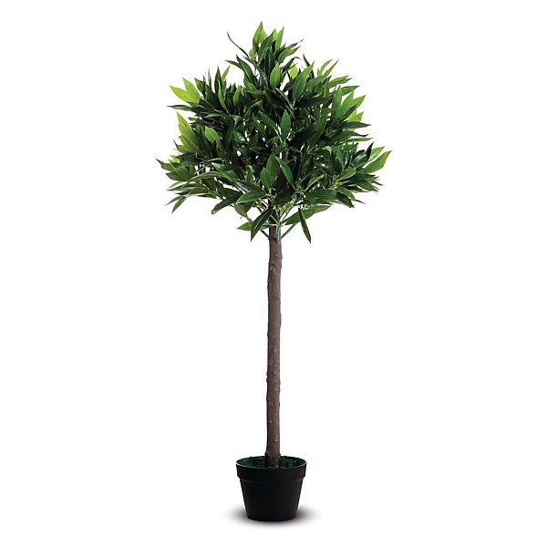 Olivier hauteur 125 cm