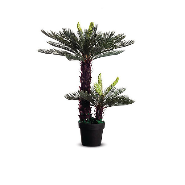 Cycas hauteur 80 cm